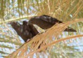 /album/some-overseas-trips/fan-tailed-ravens-kibbutz-lotan-israel-spring-2007-jpg/